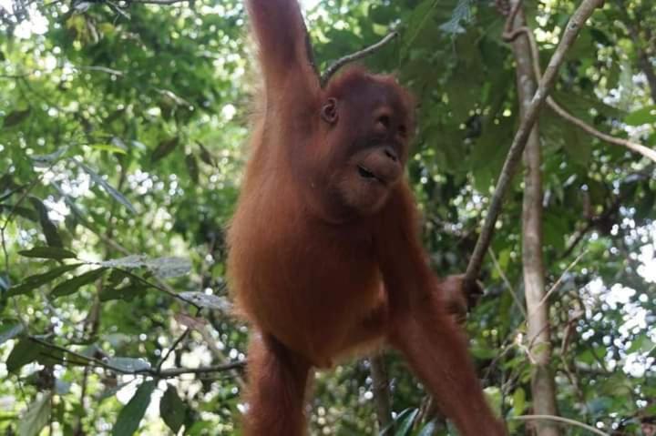 Pongo Guest House & Jungle Trekking Bukit Lawang Ngoại thất bức ảnh