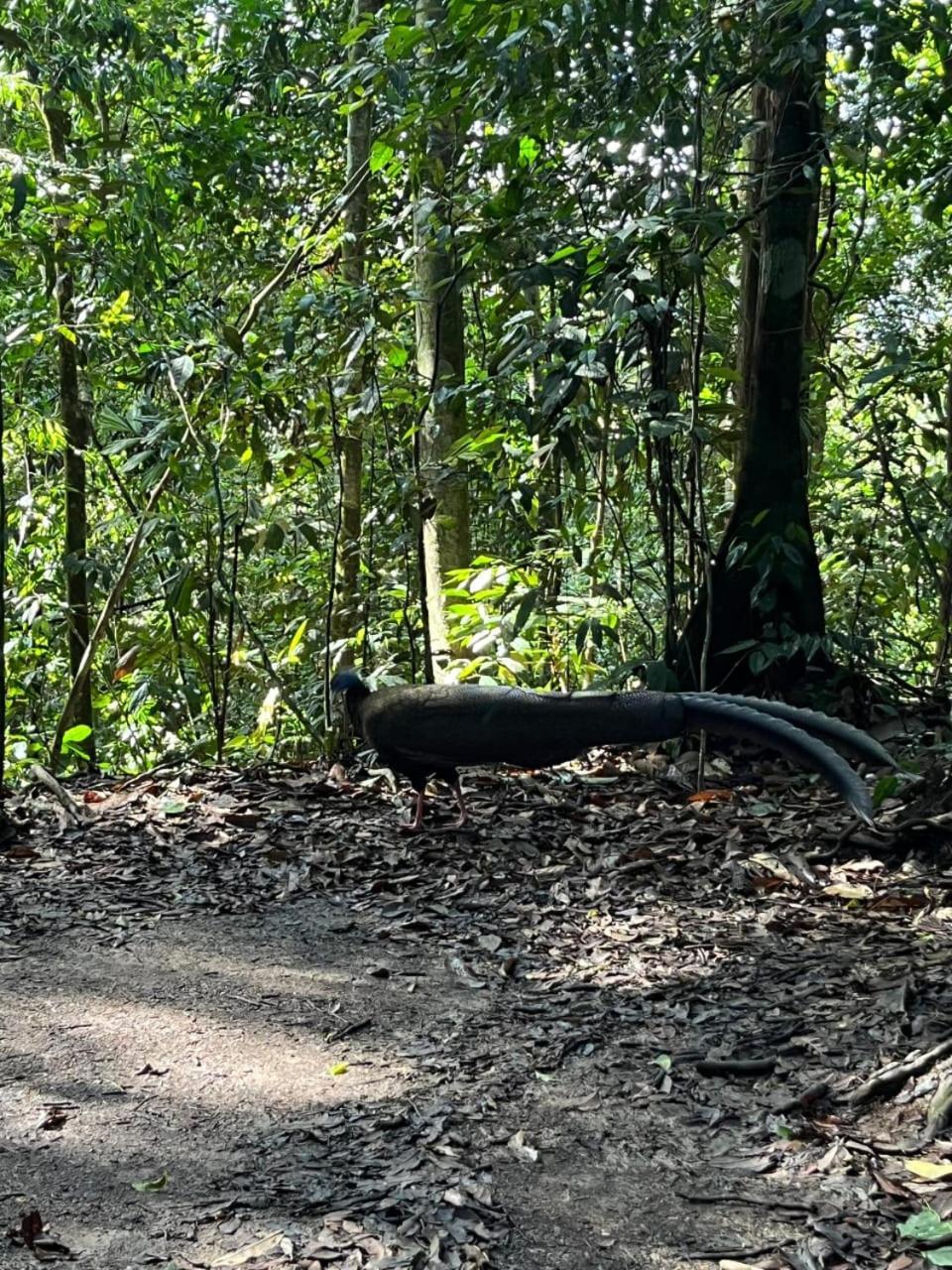 Pongo Guest House & Jungle Trekking Bukit Lawang Ngoại thất bức ảnh