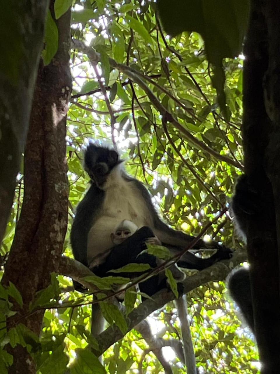 Pongo Guest House & Jungle Trekking Bukit Lawang Ngoại thất bức ảnh