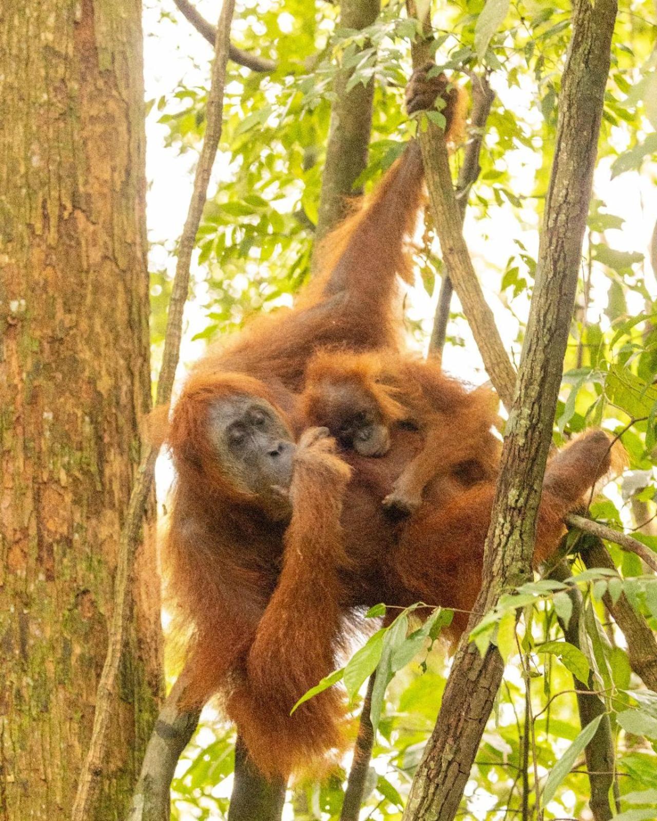 Pongo Guest House & Jungle Trekking Bukit Lawang Ngoại thất bức ảnh