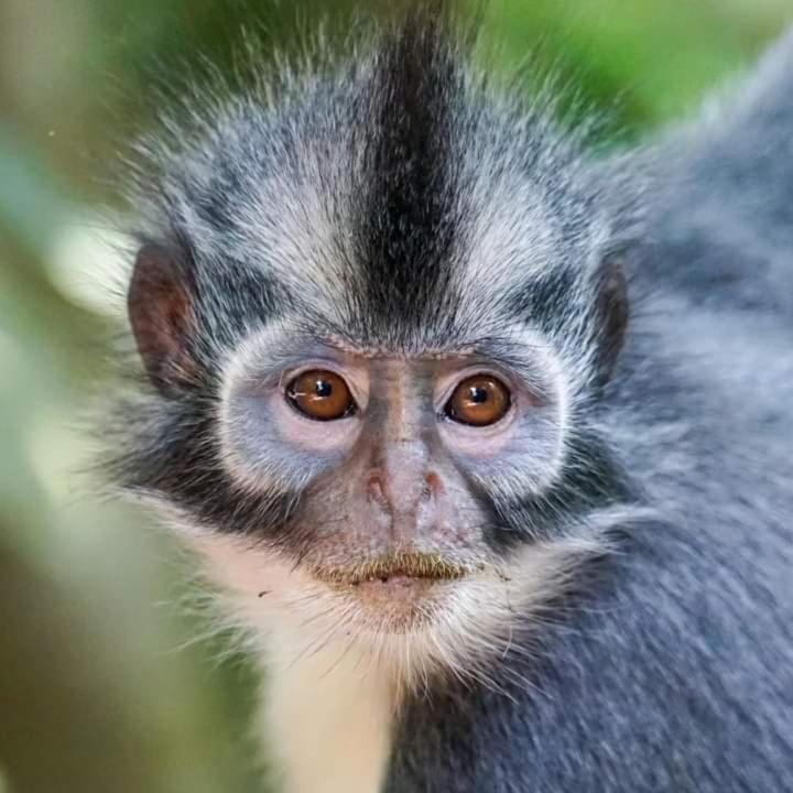 Pongo Guest House & Jungle Trekking Bukit Lawang Ngoại thất bức ảnh