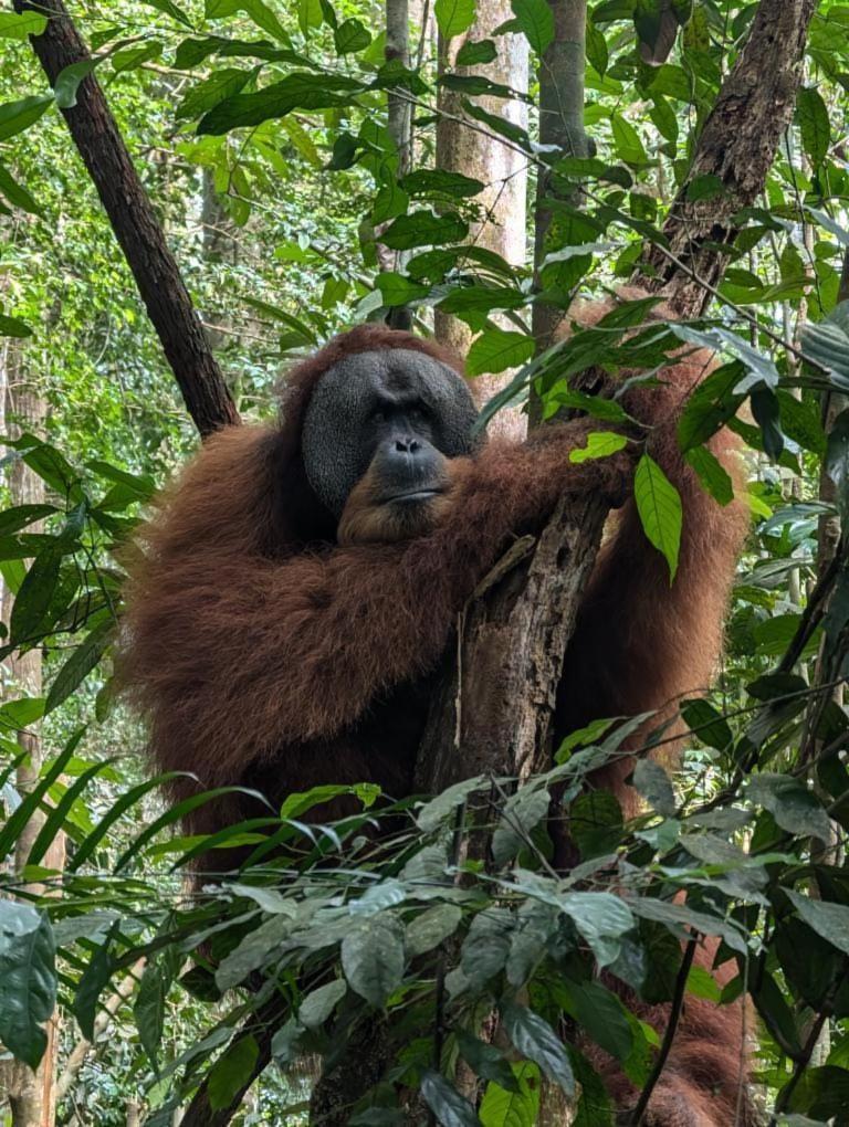 Pongo Guest House & Jungle Trekking Bukit Lawang Ngoại thất bức ảnh