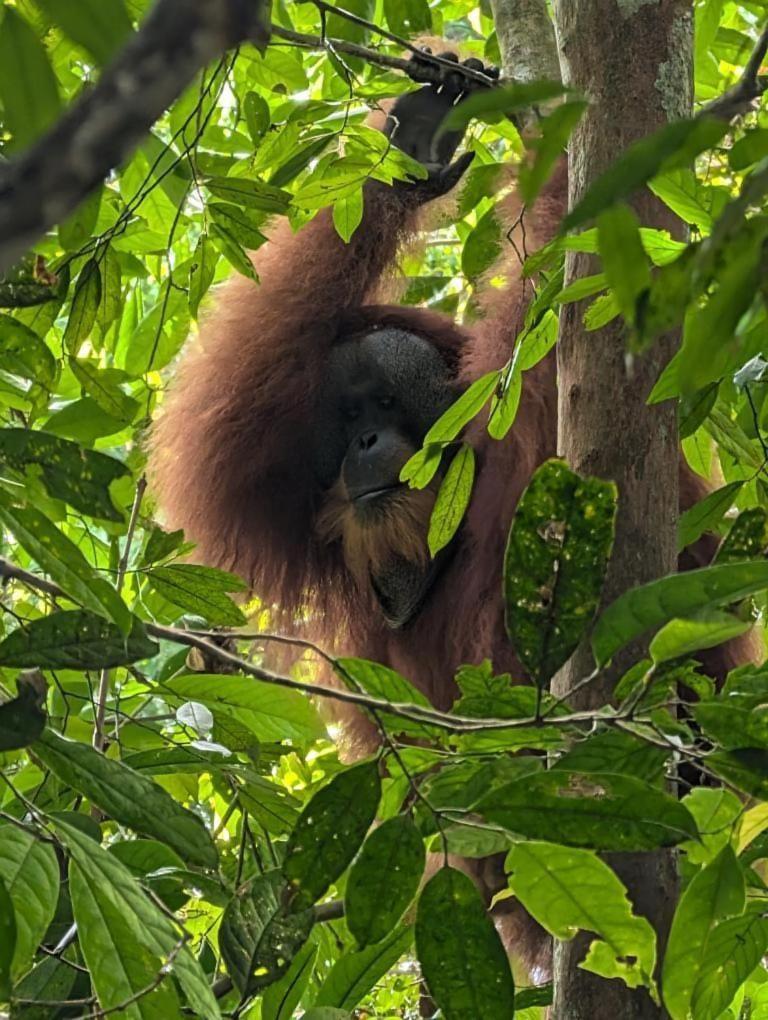 Pongo Guest House & Jungle Trekking Bukit Lawang Ngoại thất bức ảnh