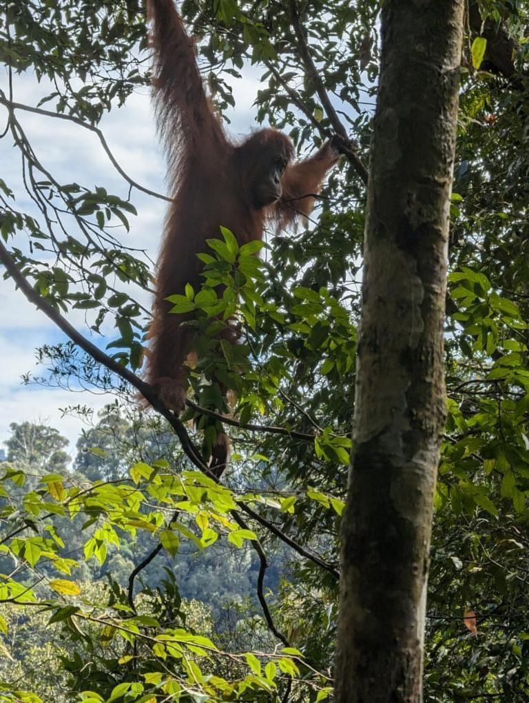 Pongo Guest House & Jungle Trekking Bukit Lawang Ngoại thất bức ảnh