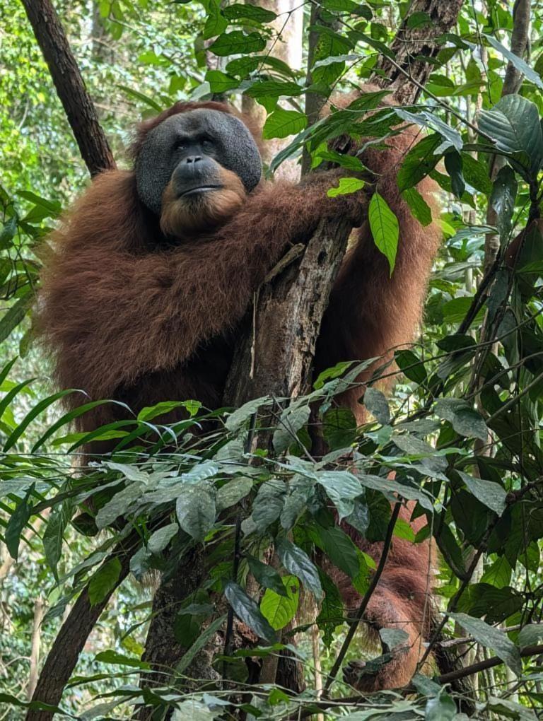 Pongo Guest House & Jungle Trekking Bukit Lawang Ngoại thất bức ảnh