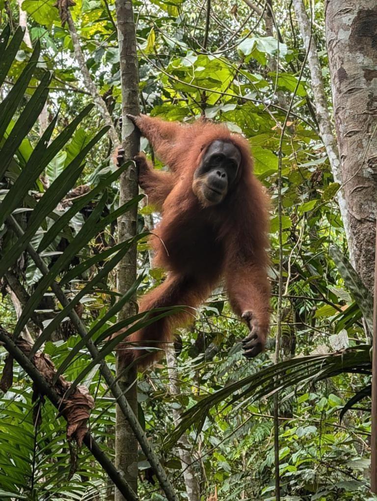 Pongo Guest House & Jungle Trekking Bukit Lawang Ngoại thất bức ảnh