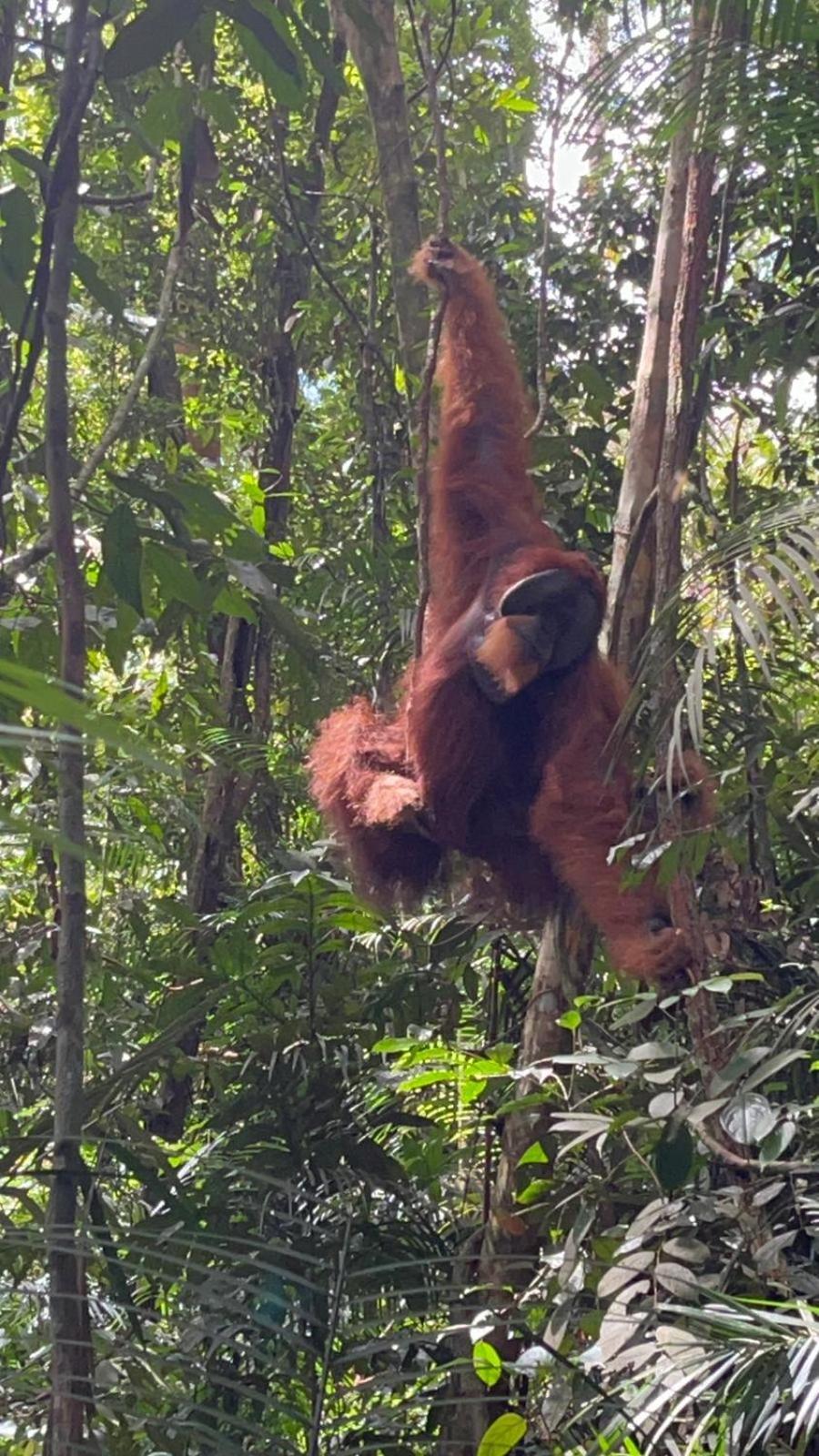 Pongo Guest House & Jungle Trekking Bukit Lawang Ngoại thất bức ảnh