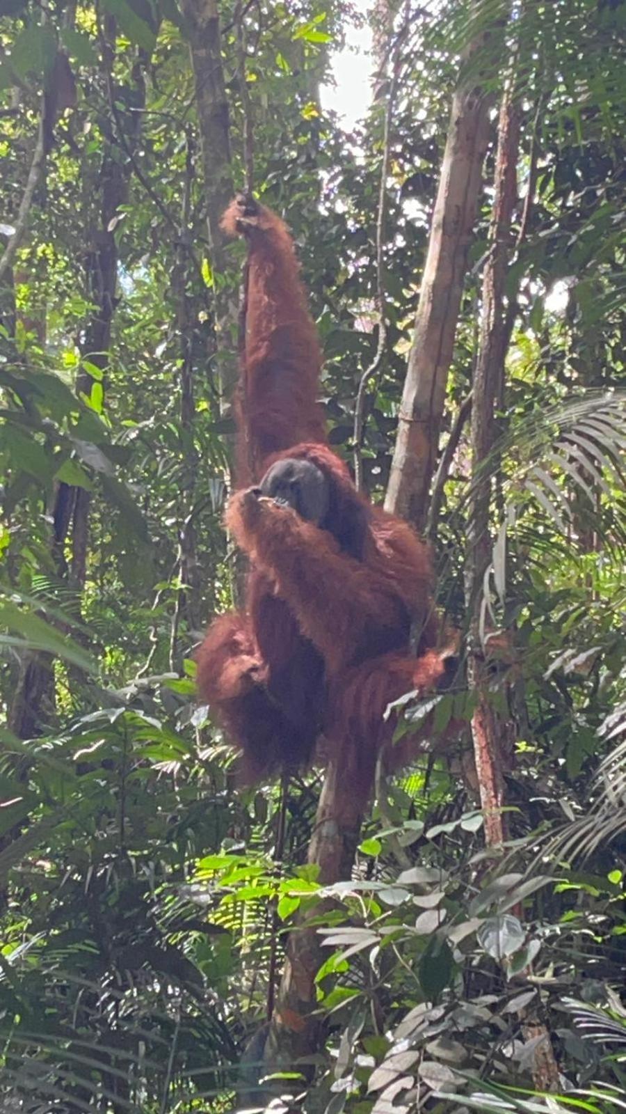 Pongo Guest House & Jungle Trekking Bukit Lawang Ngoại thất bức ảnh