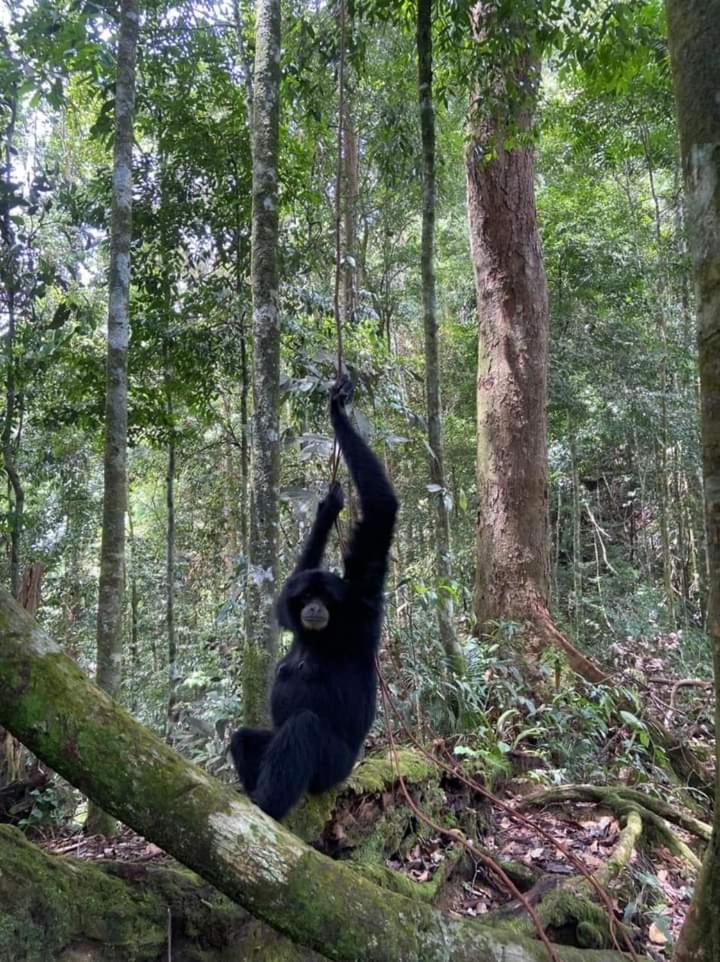 Pongo Guest House & Jungle Trekking Bukit Lawang Ngoại thất bức ảnh